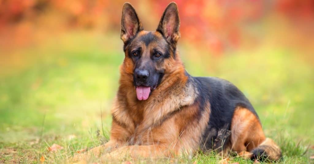 A German Shepherd during the gestation period, resting comfortably.