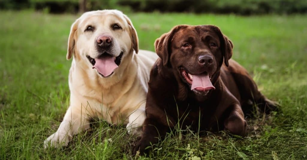 Chesapeake Bay Retriever vs Labrador Retriever