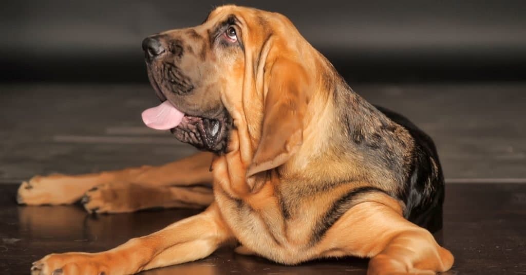 Photo of a Bloodhound.