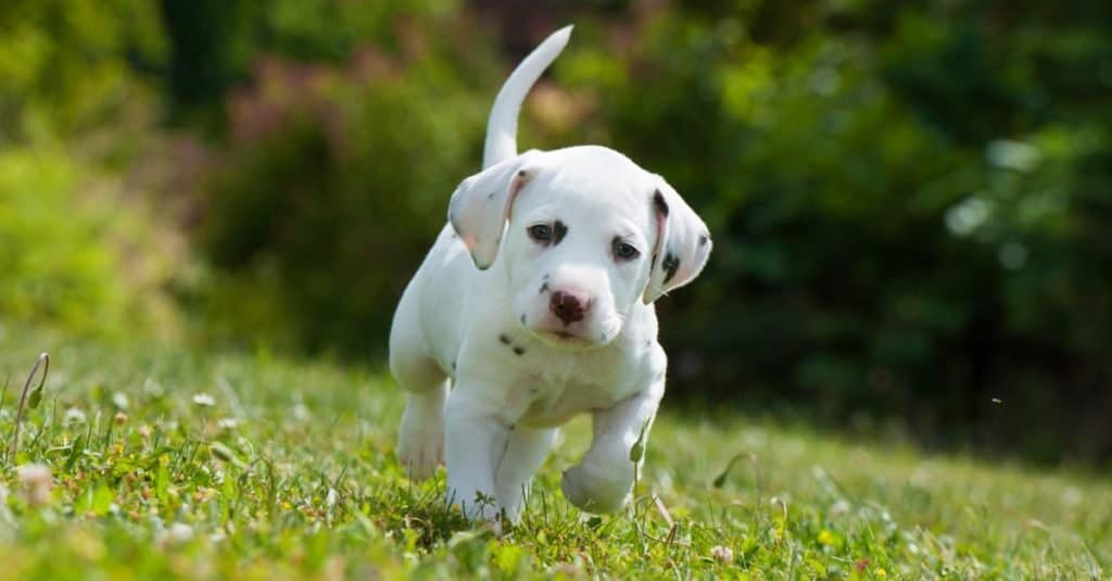 Dog Facts for Kids: Dalmatians