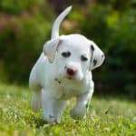 Dalmatian puppy running in a meadow. Dalmatians are born without spots, and only get their spots after a few weeks.