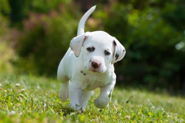 Dalmatian puppy running in a meadow. Dalmatians are born without spots, and only get their spots after a few weeks.