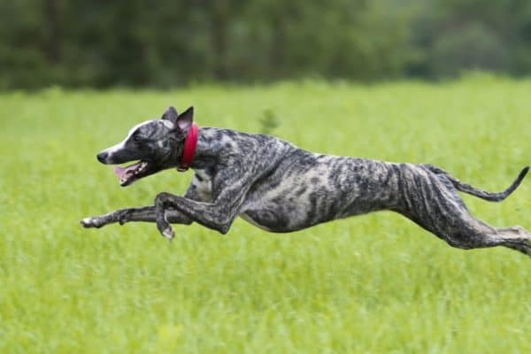 The incredibly fast greyhound running in a field.