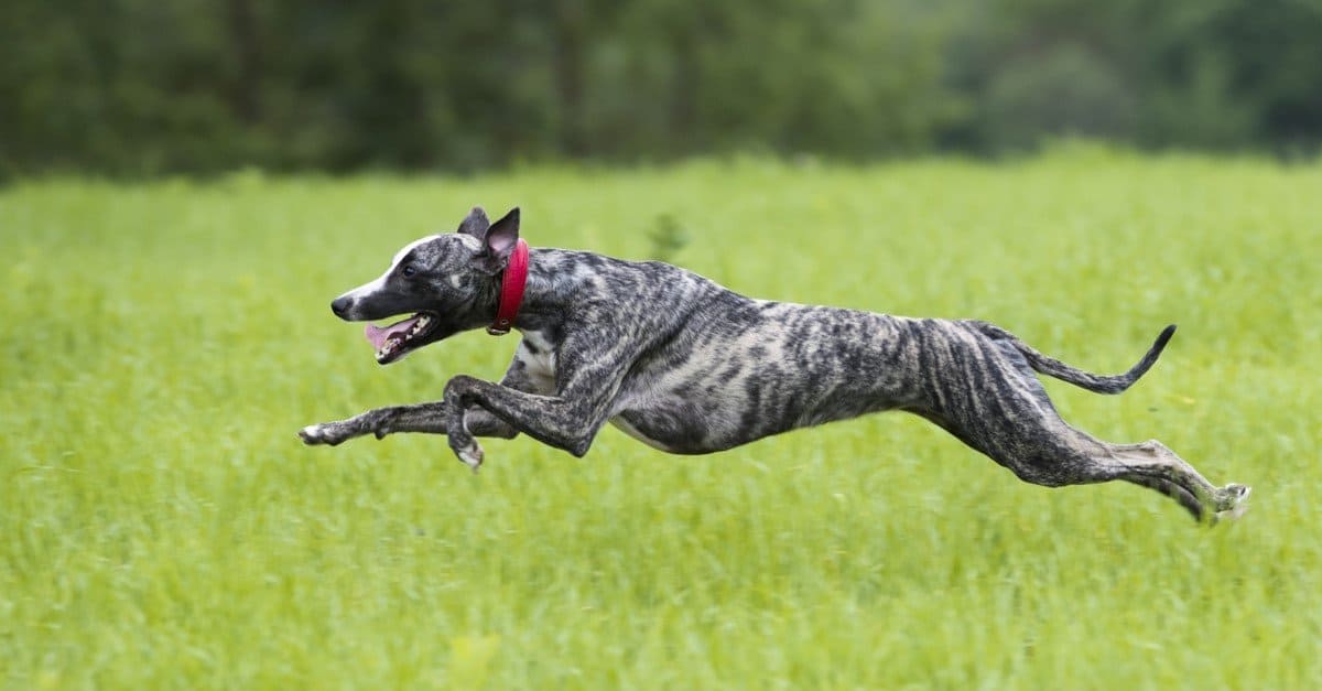 Dog Facts for Kids: A greyhound