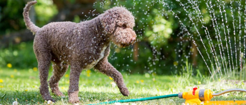 A dog plays in the sprinkler.