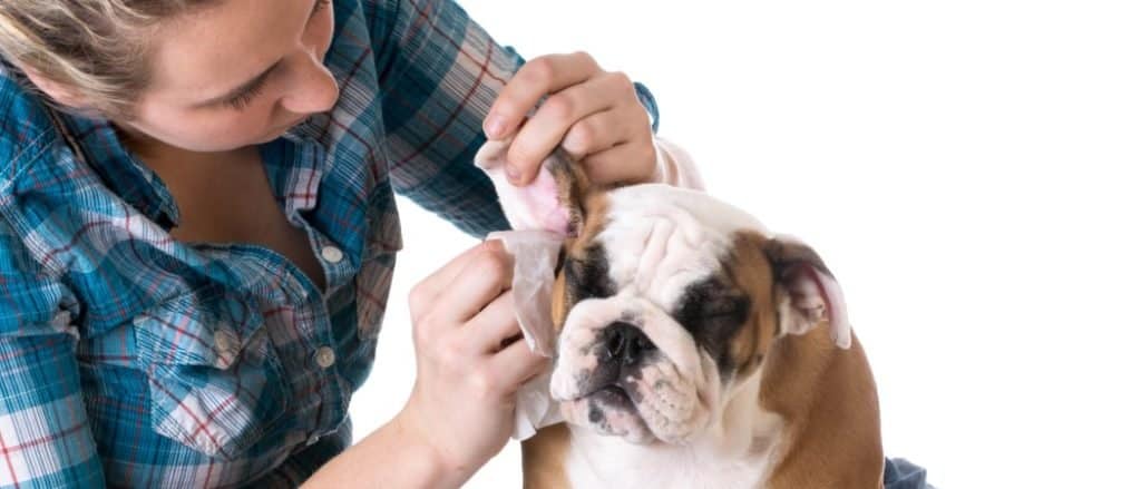 Dog Wipes