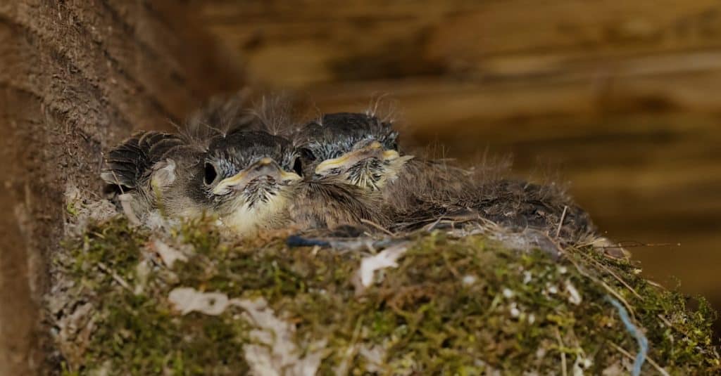 Eastern Phoebe chicks patiently waiting in the nest on the underside of an old wooden bridge.