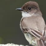 Eastern Phoebe