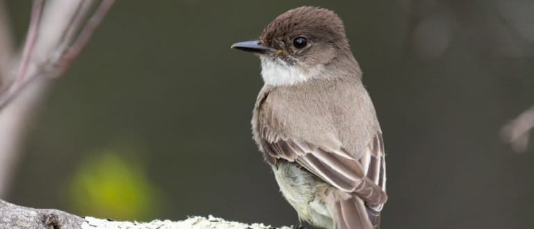 Eastern Phoebe perched on branch