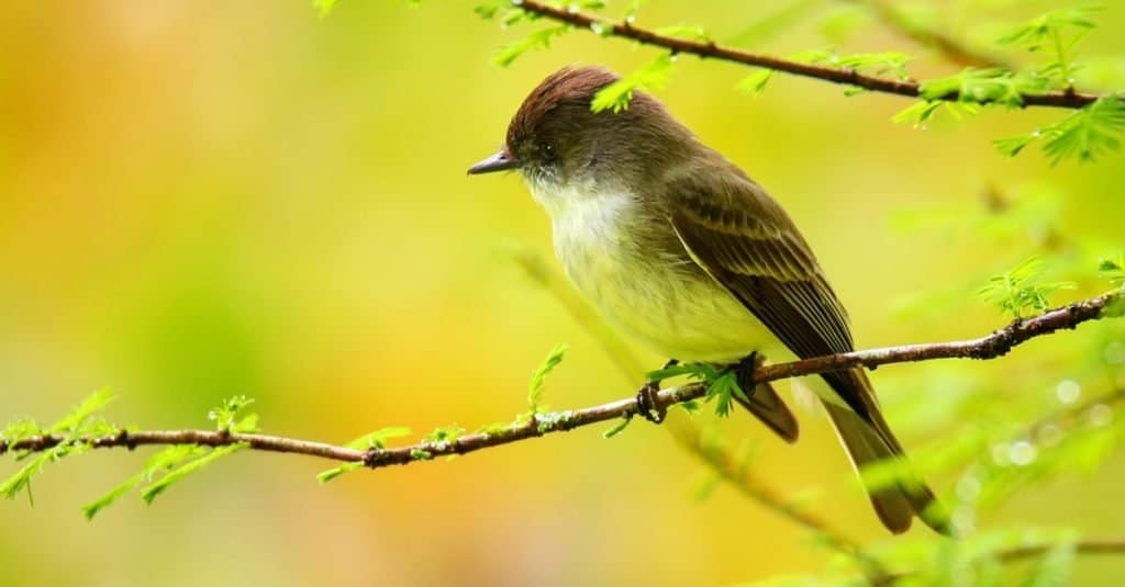 Eastern Phoebe (Sayornis phoebe) sitting on a tree branch.