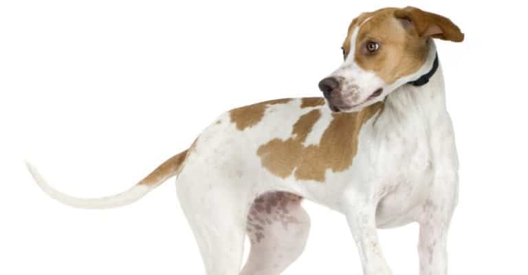 English Pointer (5 months) in front of a white background.