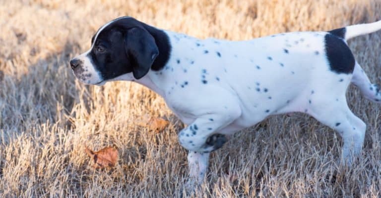 Cute English Pointer puppy pointing at prey.