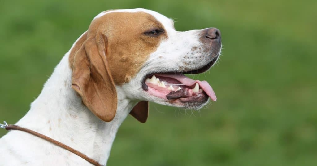 English pointer close-up in the garden.