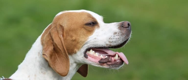 English Pointer