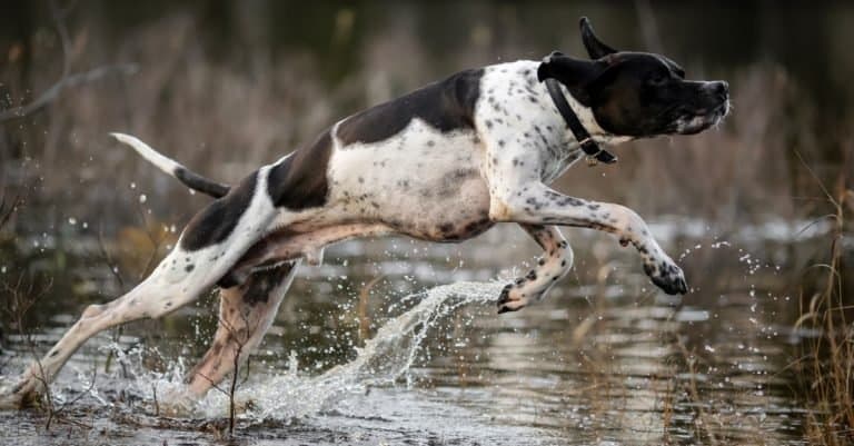 English pointer jumping into the water in a swamp.