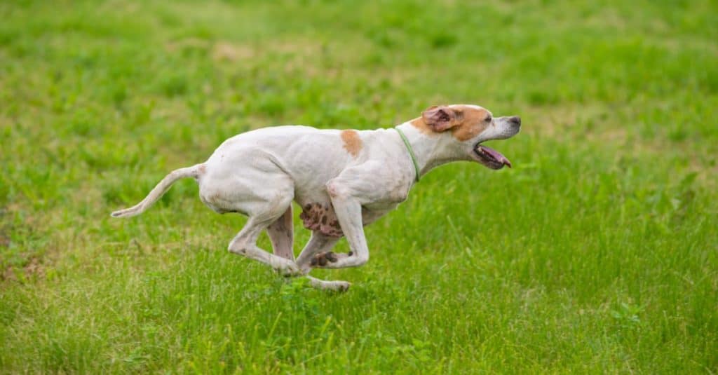 Red and white English Pointer running in the field.