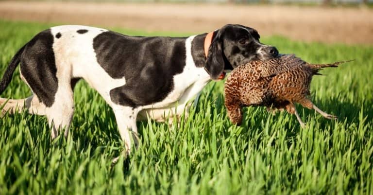 English pointer fetching a pheasant on a hunt.