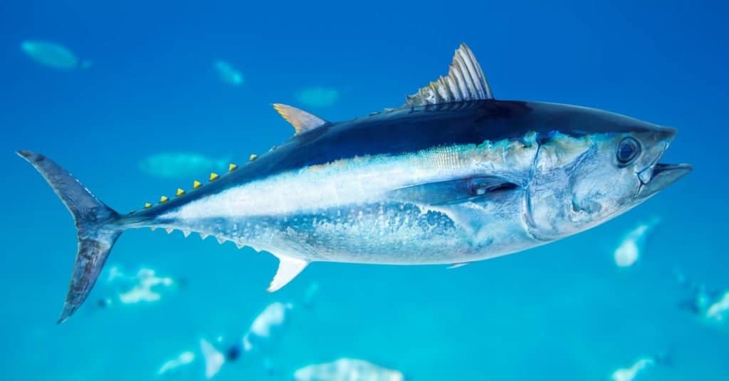 Bluefin tuna average around 525 pounds