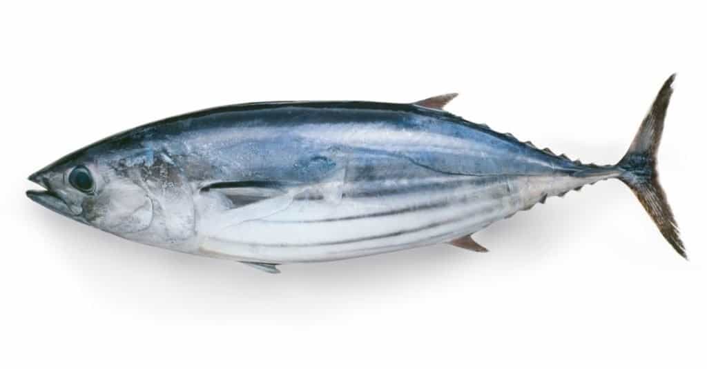 Skipjack Tuna vs Albacore Tuna