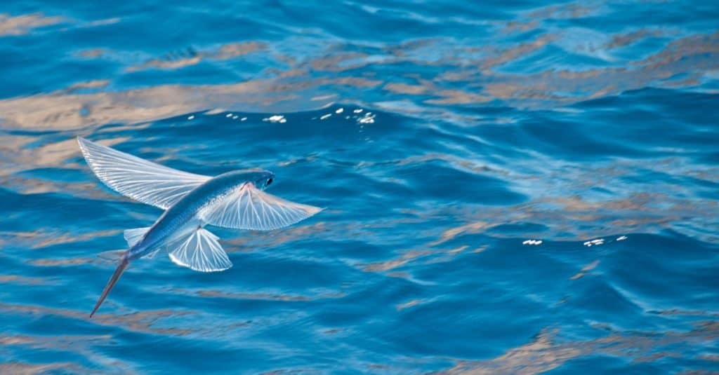 Fastest Sea Animal: Flying Fish