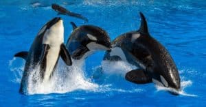 See a Killer Whale Soar Out Of the Water and Headbutt a Grown Dolphin Picture
