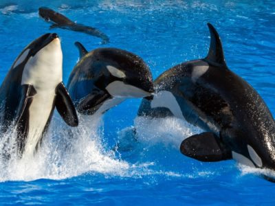 A Why Whales and Dolphins Don’t Get Cancer: The Surprising Truth
