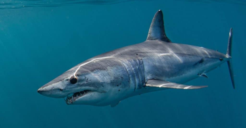 World Record Mako Shark