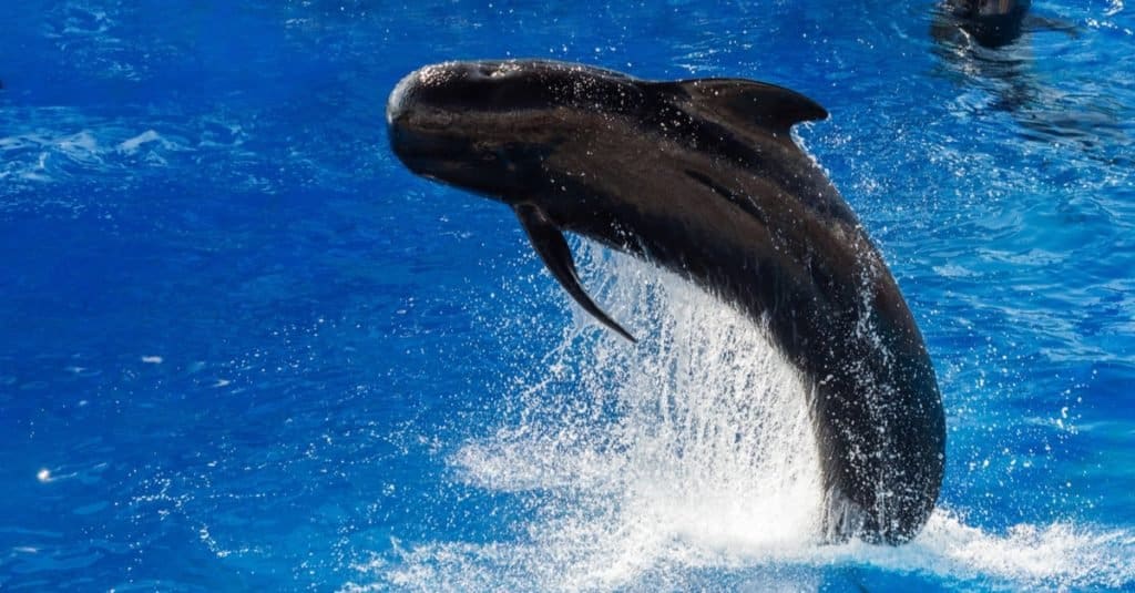 Fastest Sea Animal: Pilot Whale