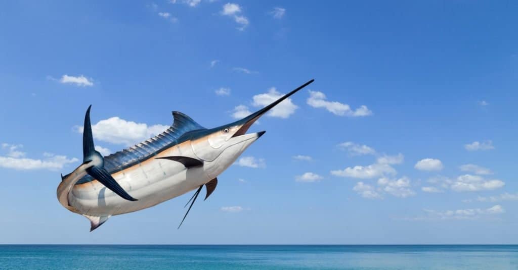 The swordfish is a large predatory fish with a long, flat bill that resembles the sword .