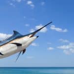 Swordfish