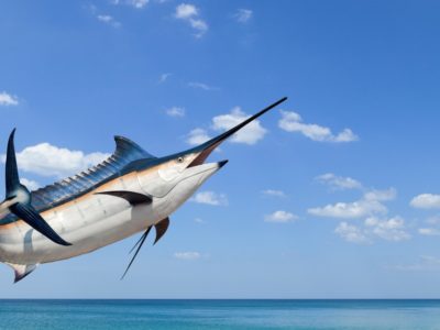 A Swordfish