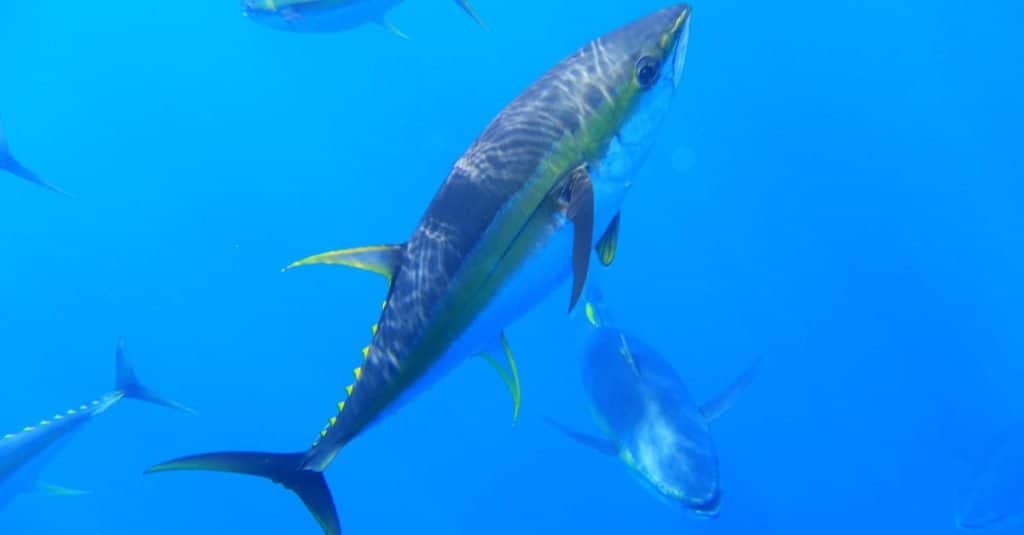 Fastest Sea Animal: Yellowfin Tuna