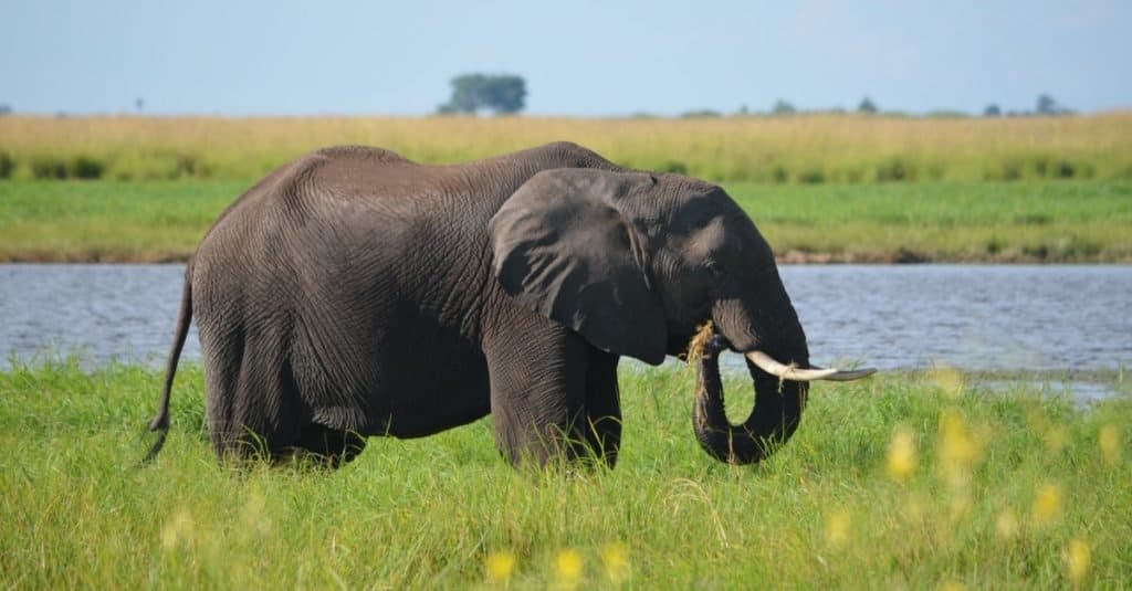 african elephant vs asian elephant