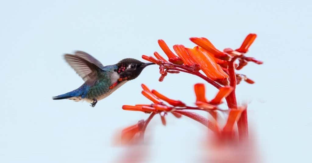 Fat Animal: Bee Hummingbird