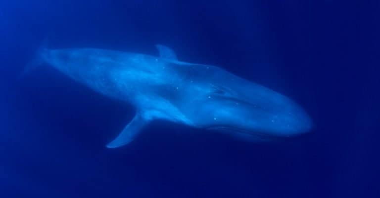 Fat Animal: Blue Whale
