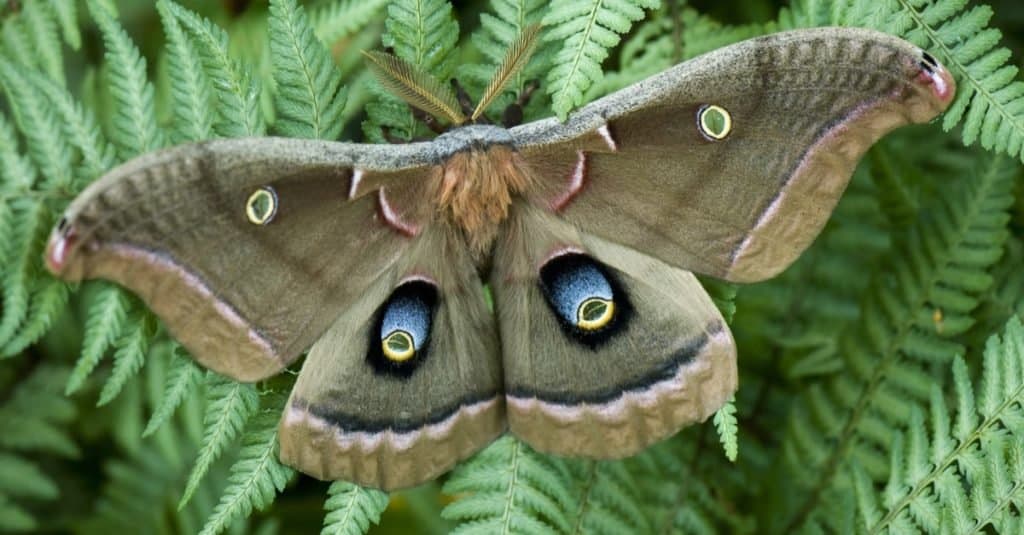 Polyphemus Moth (Antheraea Polyphemus) is one of the most common moths in Ohio.