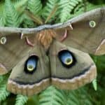 Silk moths and royal moths