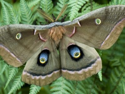 Saturniidae Moth Picture