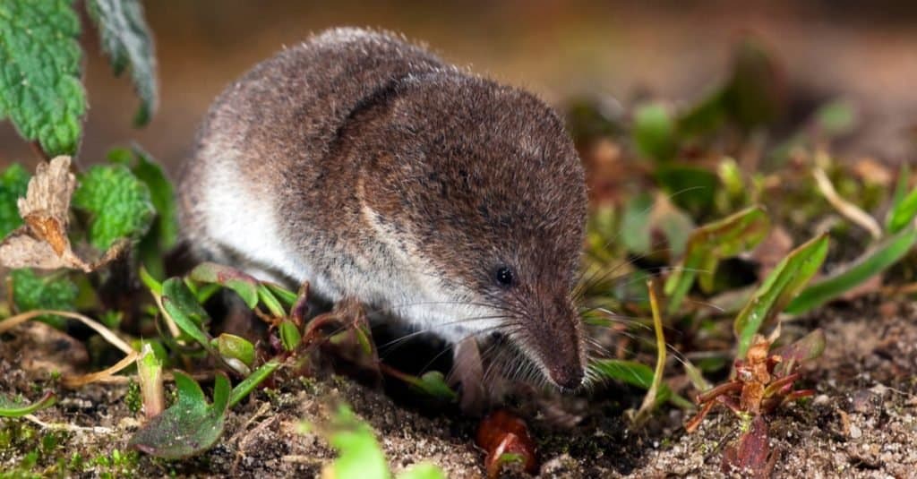 Fat Animal: Pygmy Shrew