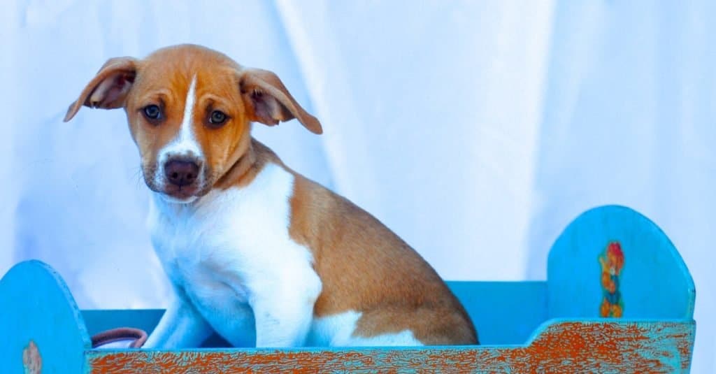 Cute Feist puppy sitting in a baby rocker.