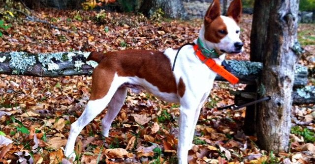 Beautiful Feist dog standing under a tree on autumn leaves.