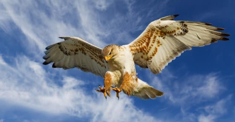 Large Ferruginous Hawk in attack mode with blue sky.