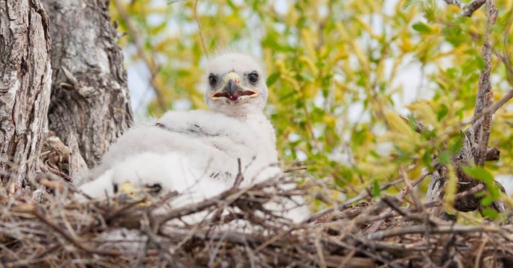 Young Ferruginous hawk chicks in their nest with traces of blood from their last meal.