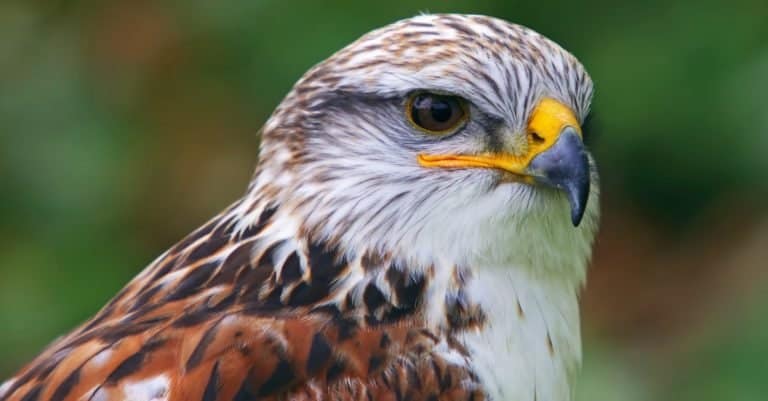 Close-up portrait of the Ferruginous Hawk
