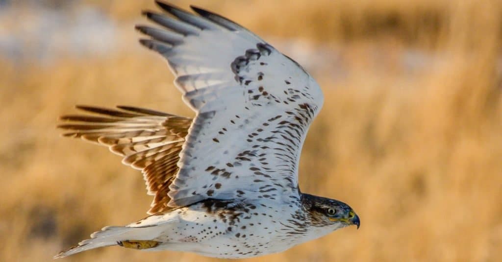 Hawk Wingspan & Size: How Big Are They?