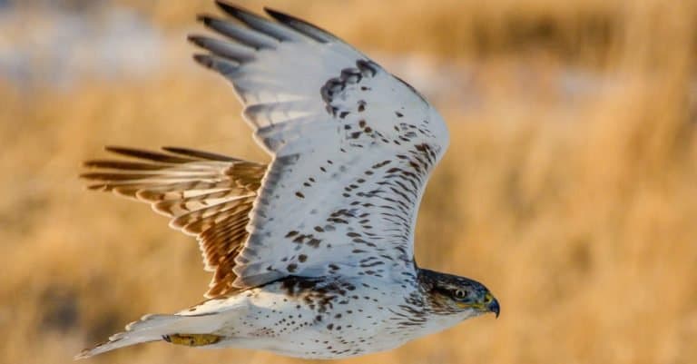 Ferruginous hawk flying low over grassland.