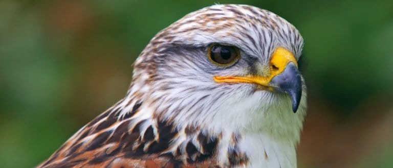 Close-up Portrait of the Ferruginous Hawk