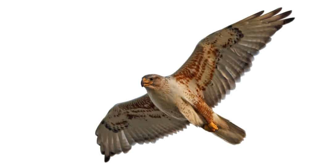 Ferruginous Hawk isolated on white background