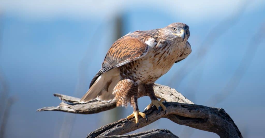 Ferruginous Hawk on a branch in the Arizona Desert.
