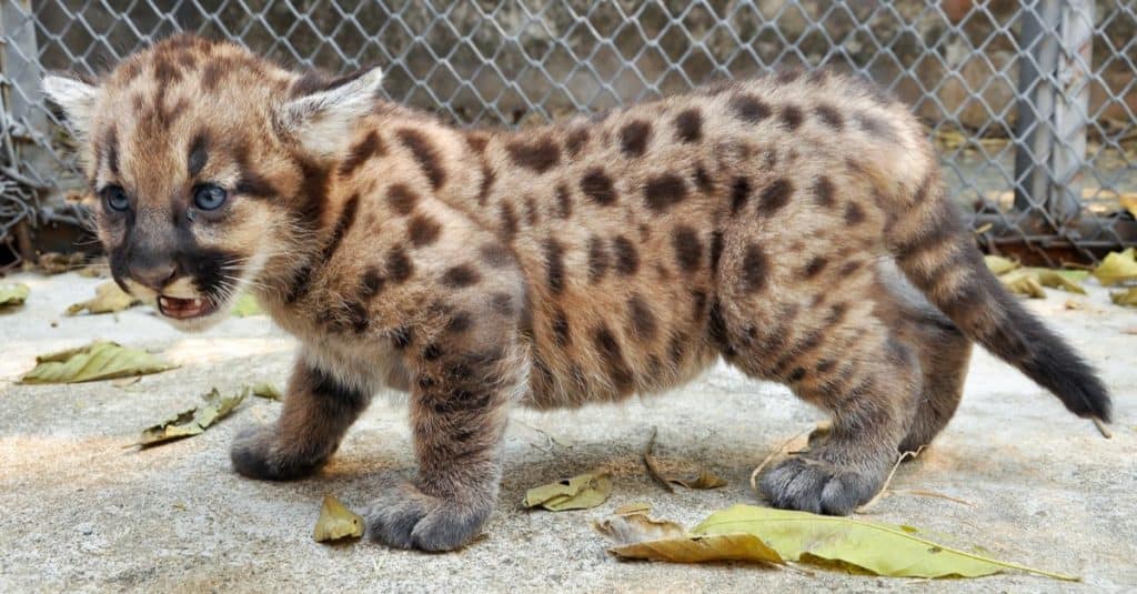 Florida panther cub.